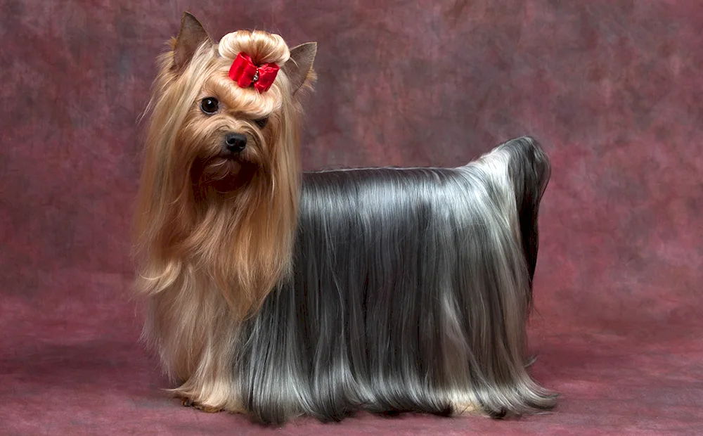 Shih tzu