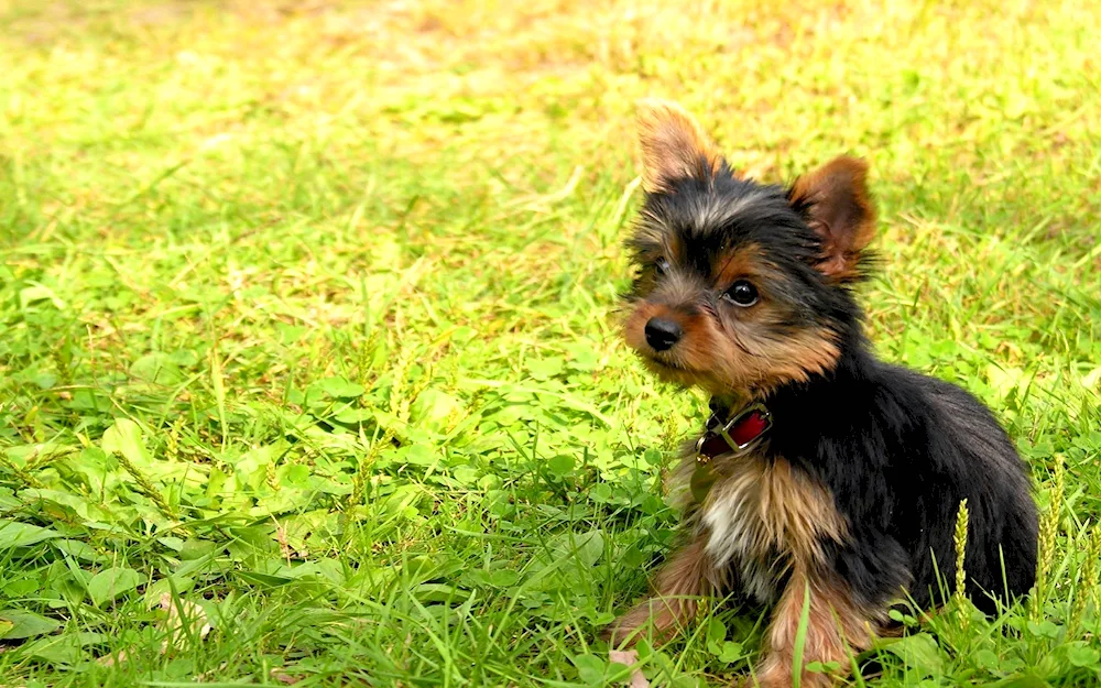 Pinscher mix