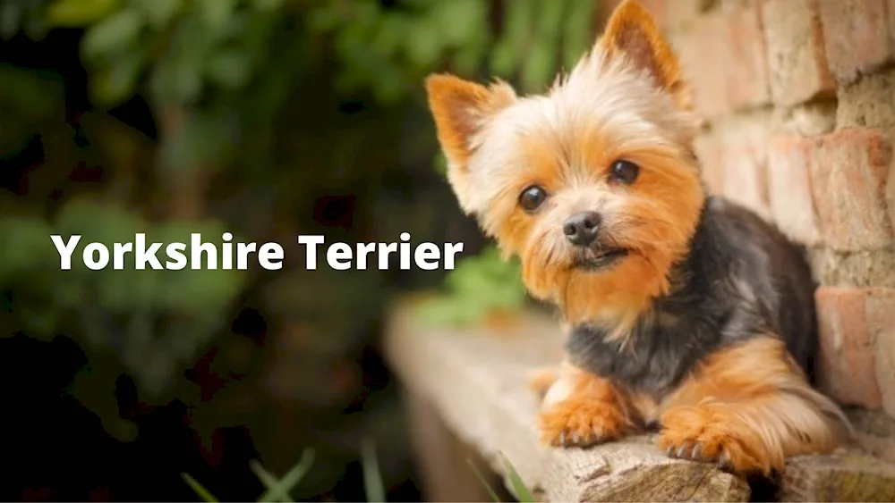 Yorkshire Terrier Welsh Yorkshire Terrier