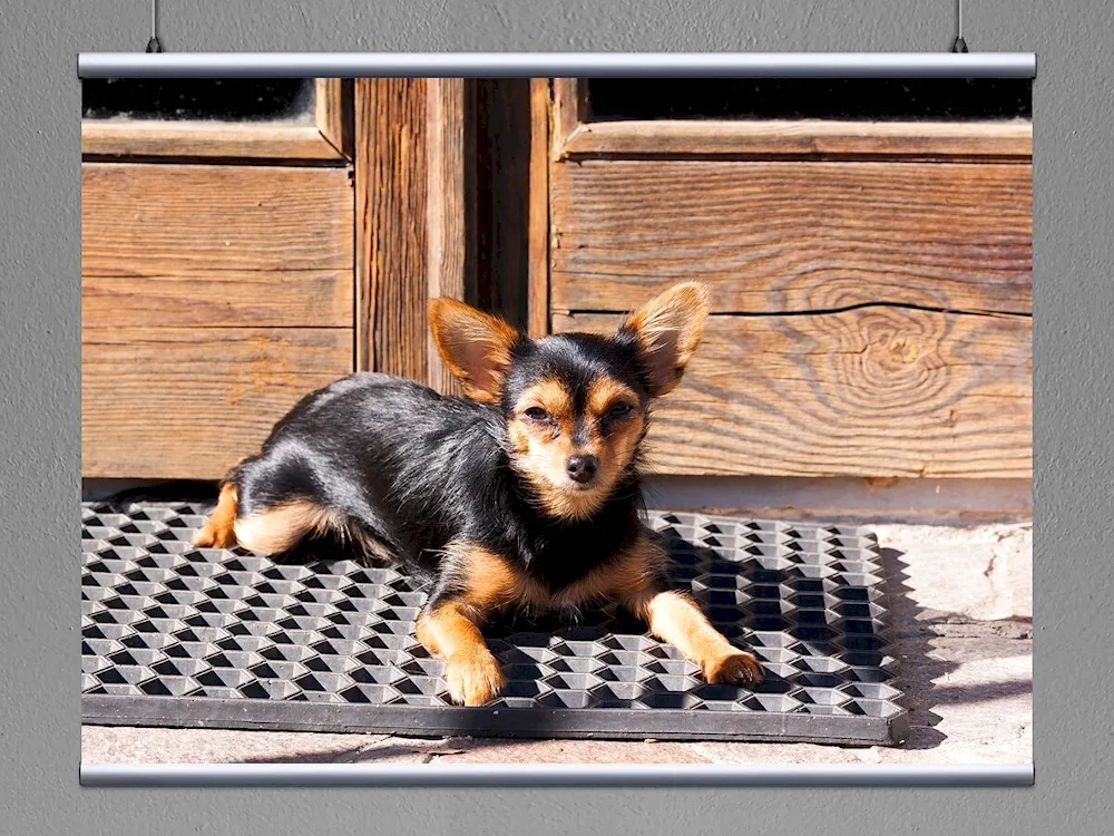Yorkshire Toy Terrier