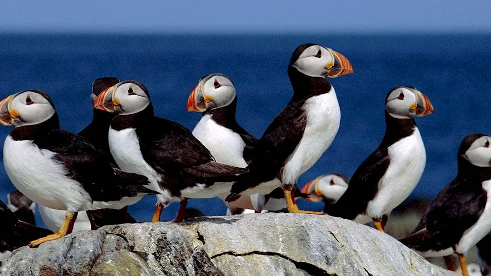 Ipatka Wrangel Island