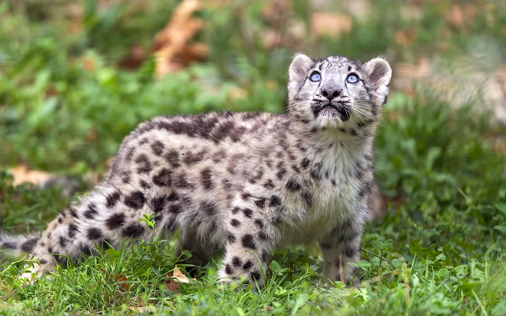 Snow Leopard Irbis