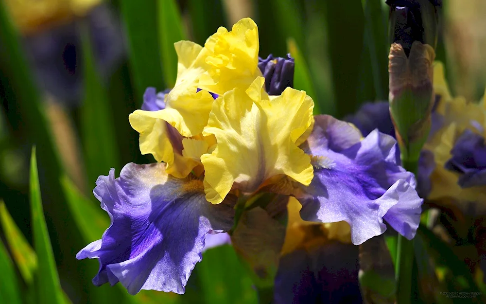 Iris bearded Superstition