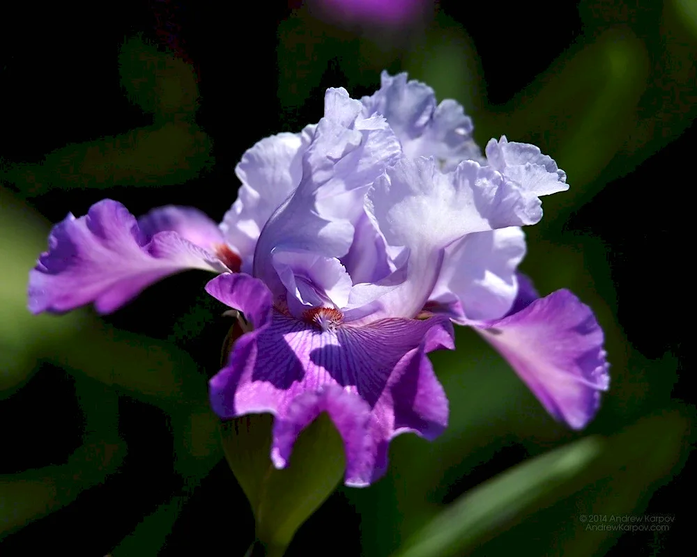 Iris Kasatic blue