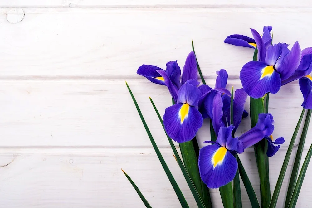 Iris and daisy bouquet