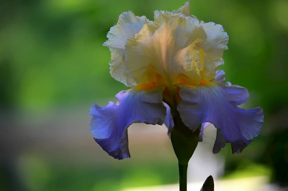 Iris Kasatic Blue