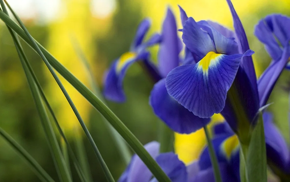 Iris Narcissus tulip bouquet