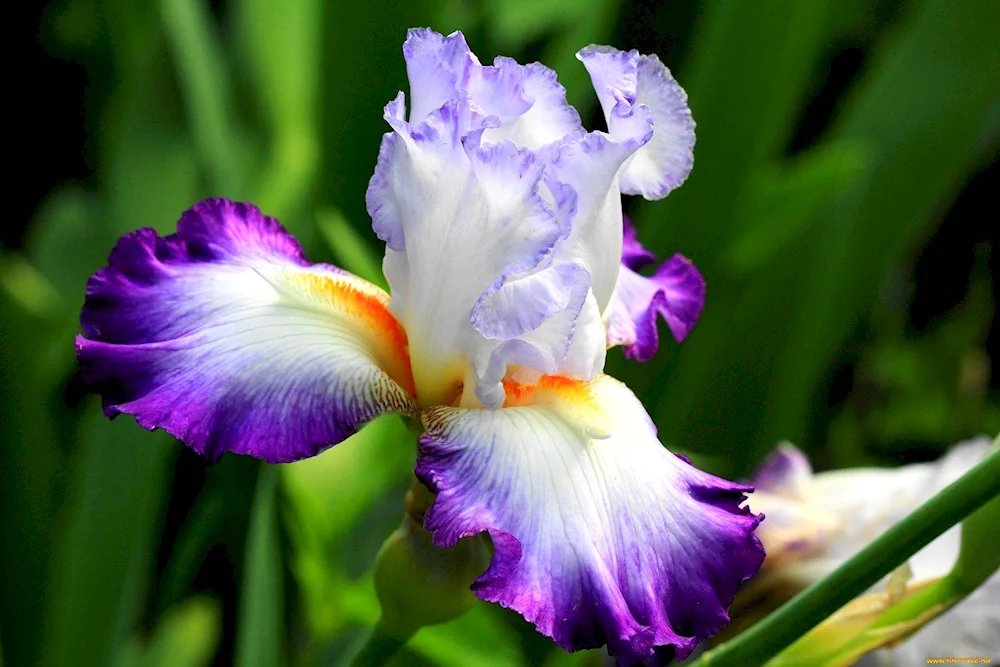 Iris blue