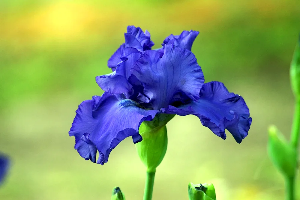 Tulip flowers with irises