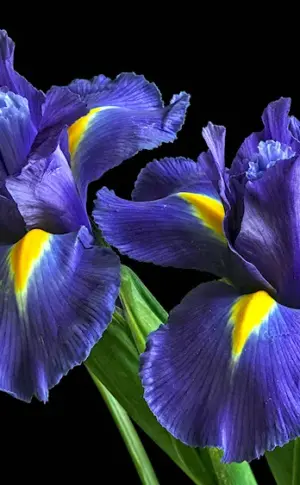 Iris Kasatic blue