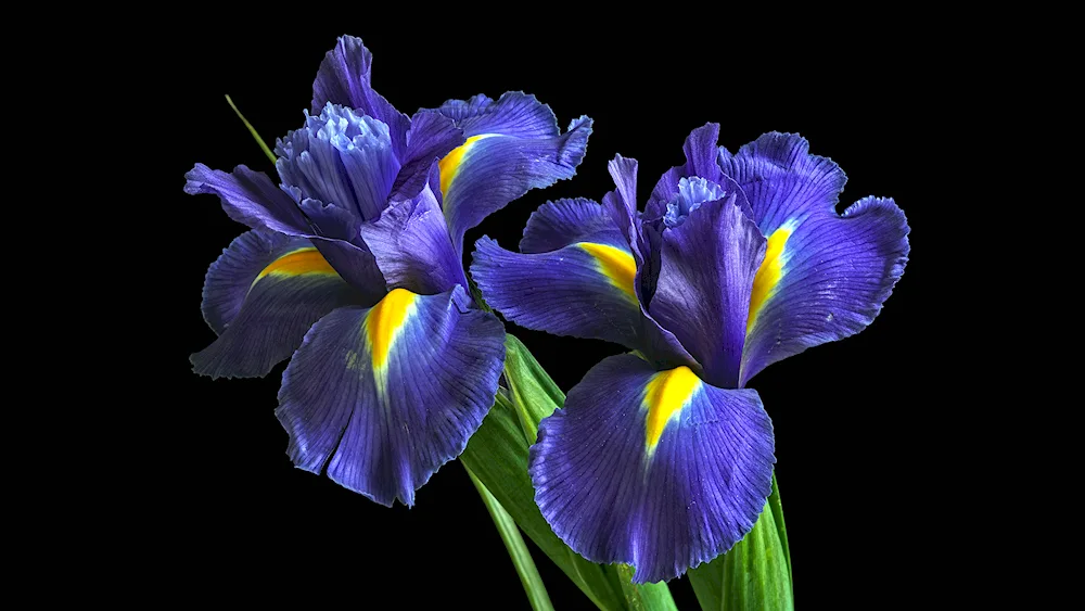 Iris Kasatic blue