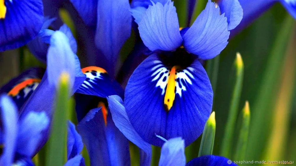 Iris bulbous Xiphium