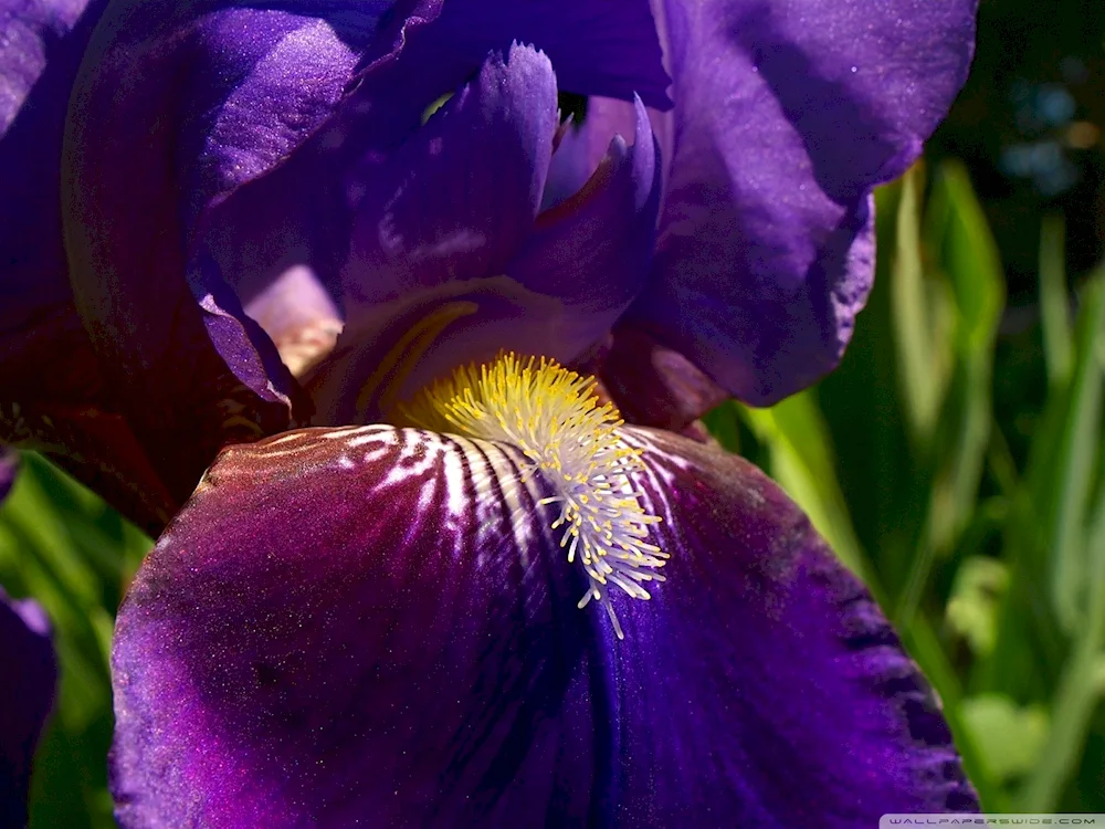 Iris desktop