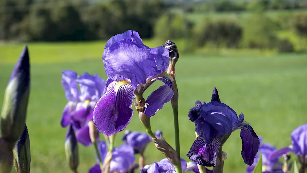 Iris Kasatica