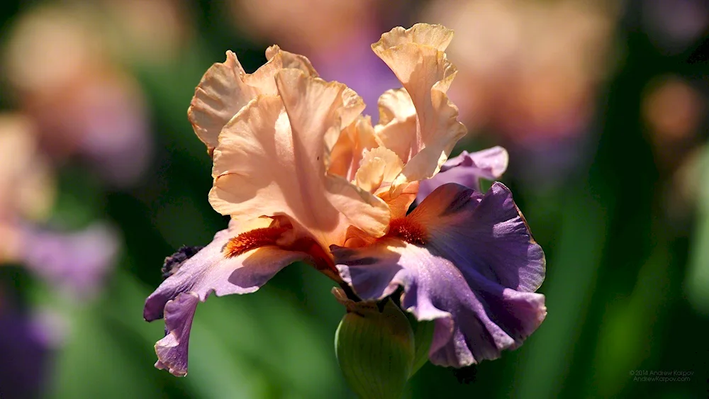 Iris flower