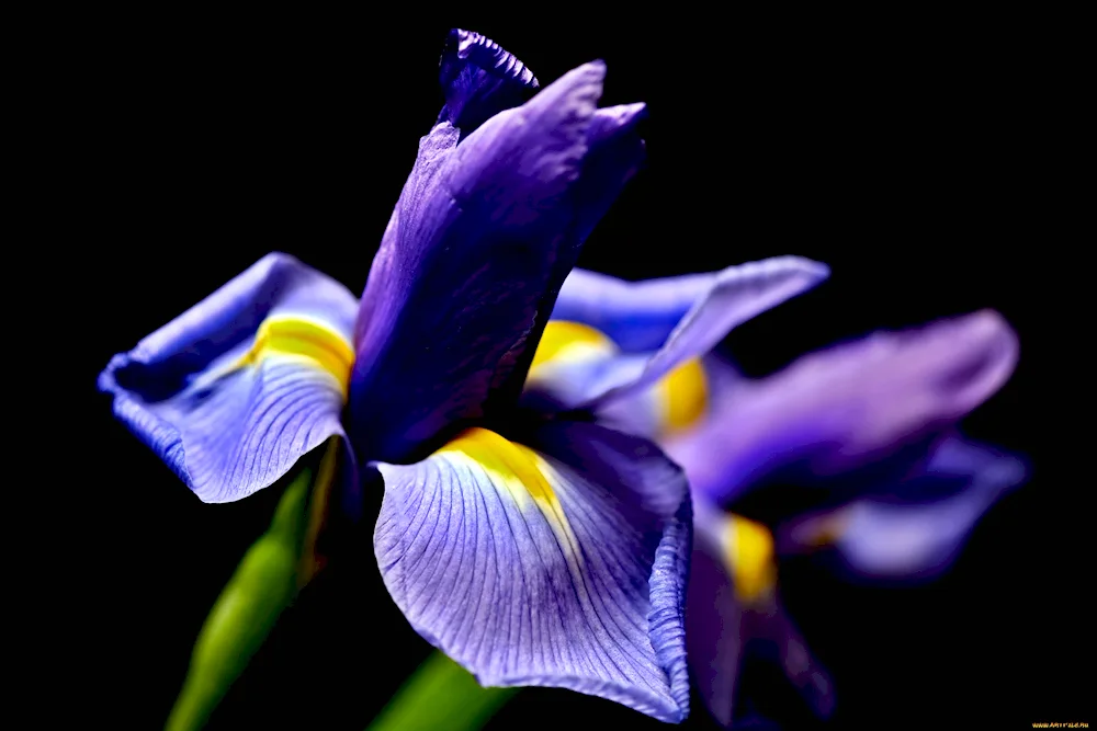 Iris Xiphium