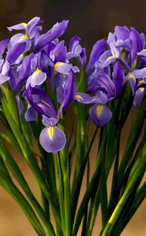 Iris flower