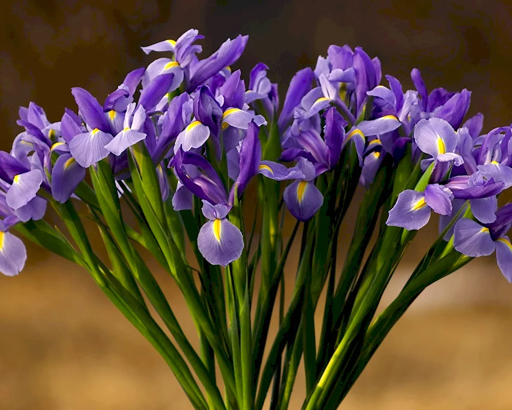 Iris flower