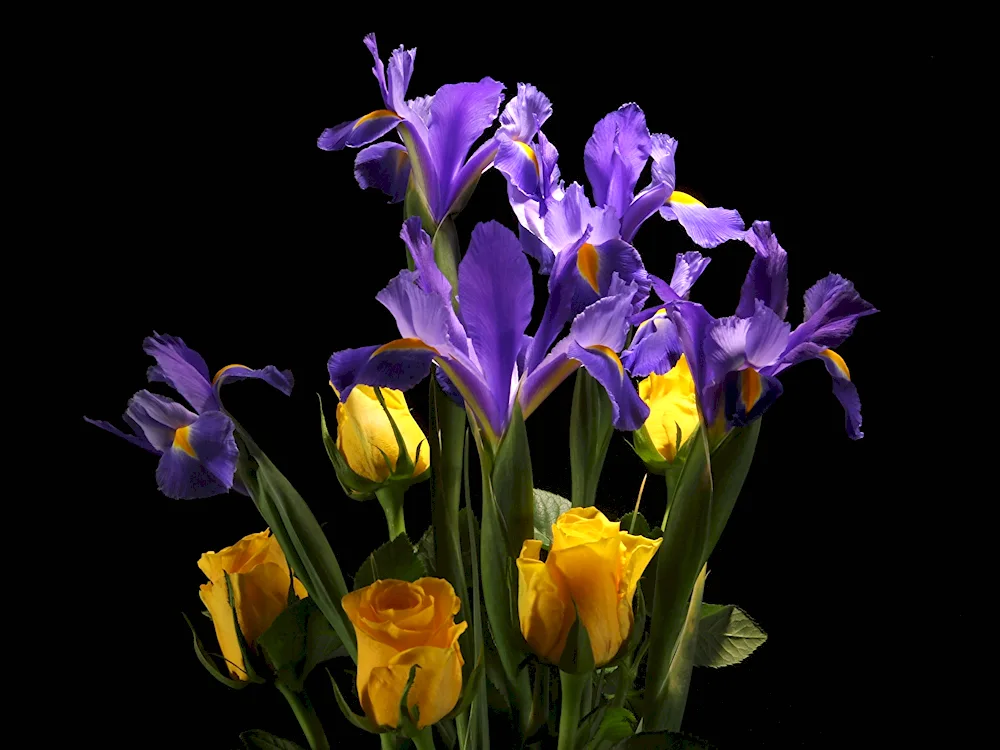 Iris flower