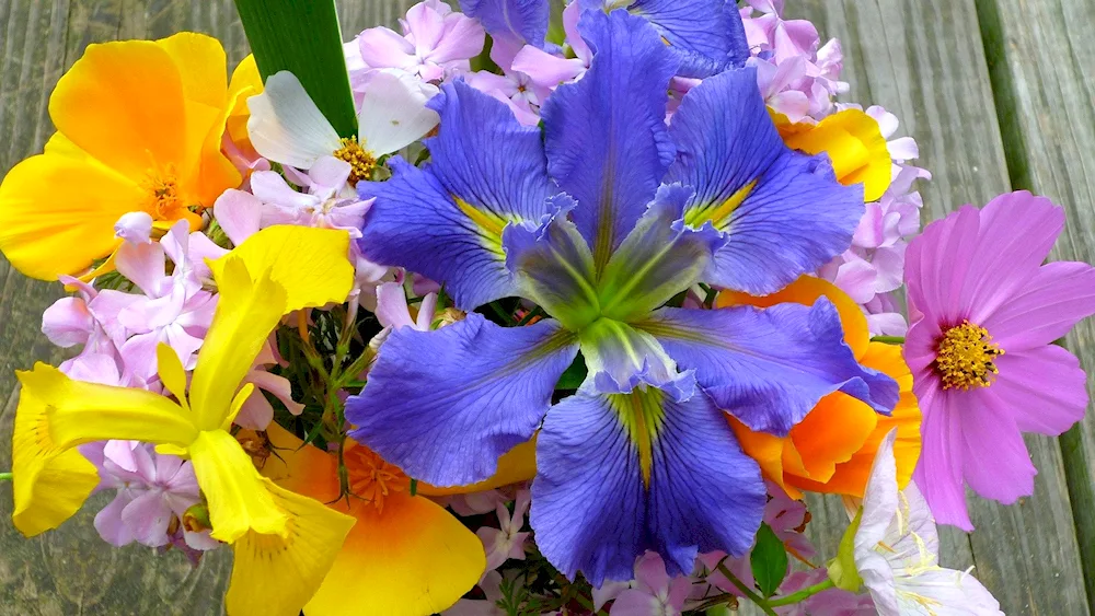 Iris bouquet