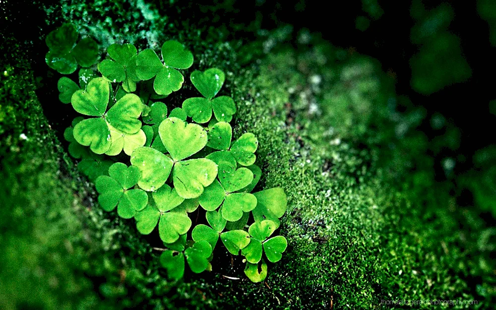 Ireland four-leaf clover