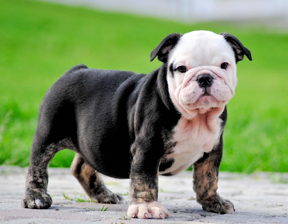 Irish bulldog