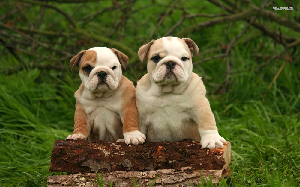 English Bulldog dog