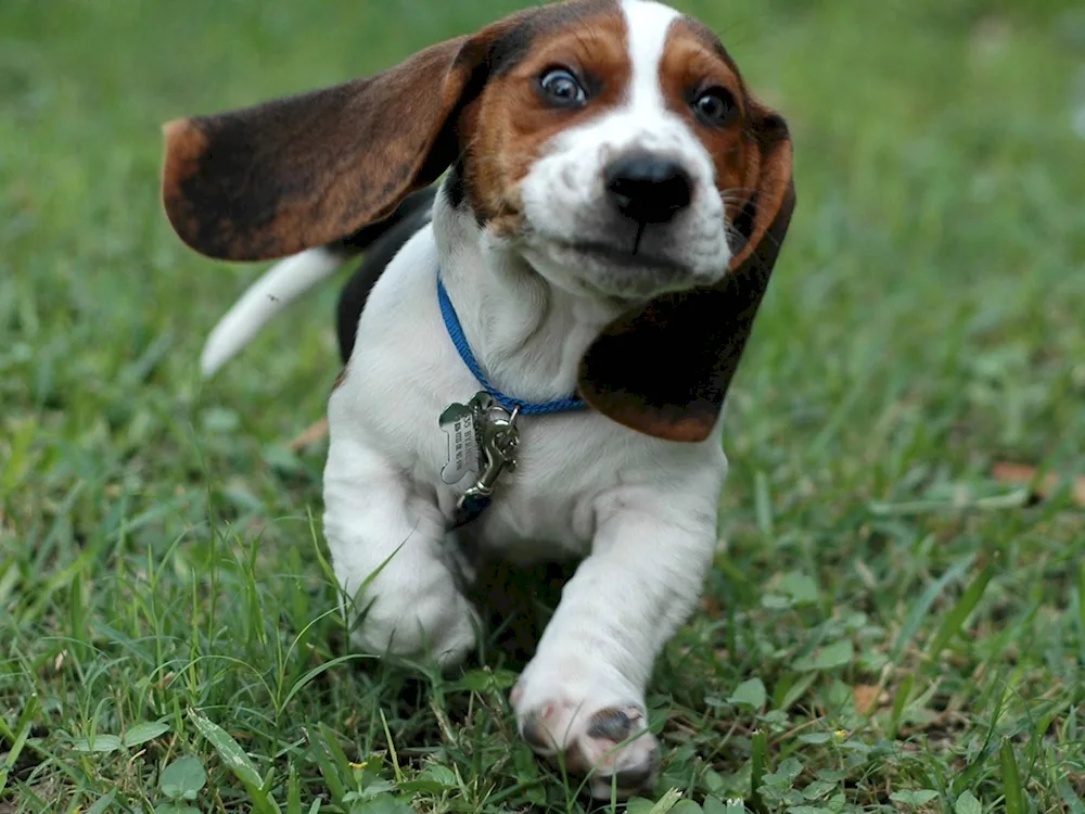 Breed of Beagle dog