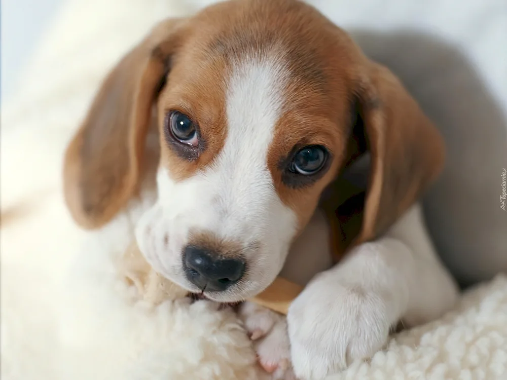 Eared Basset Hound. Hound