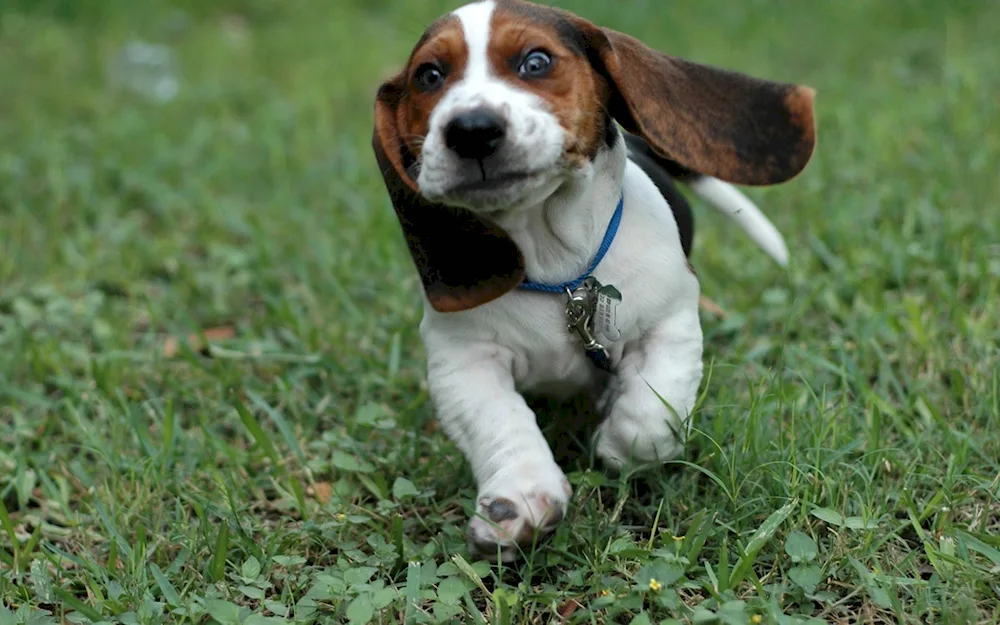 Irish Kerry Beagle