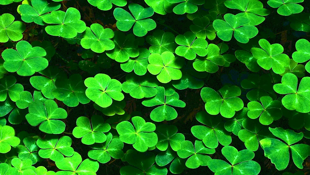 Ireland four-leaf clover