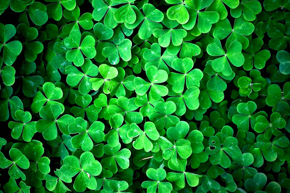 Irish four-leaved clover