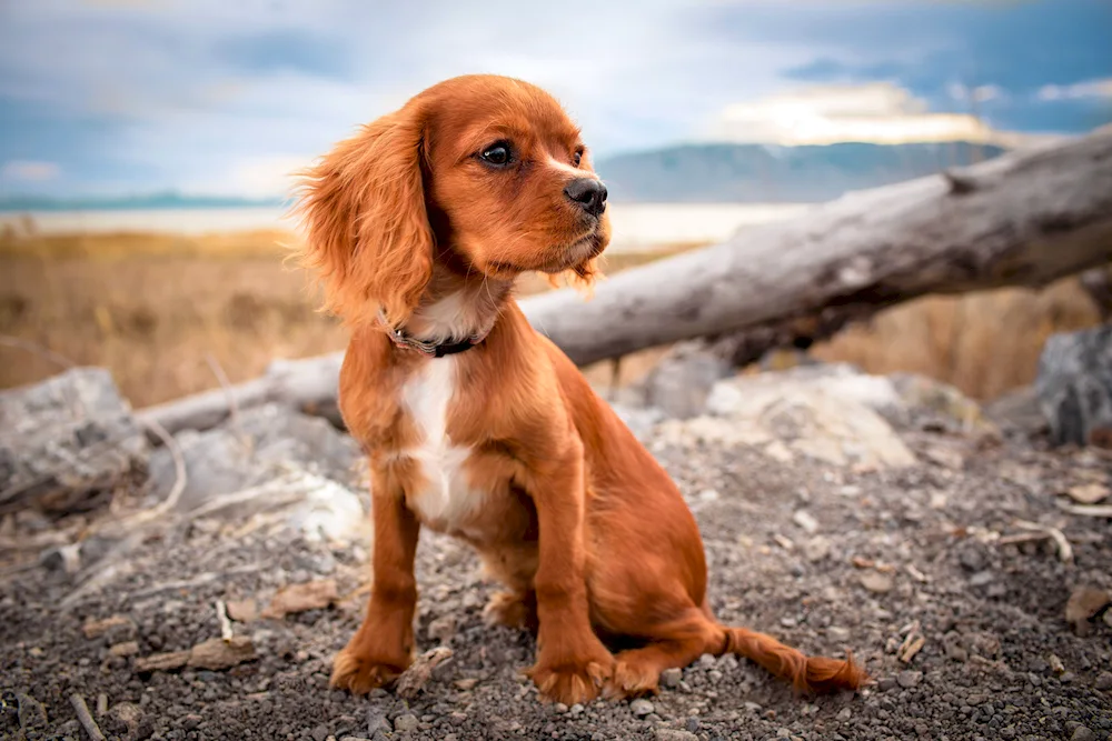 Irish Cocker spaniel