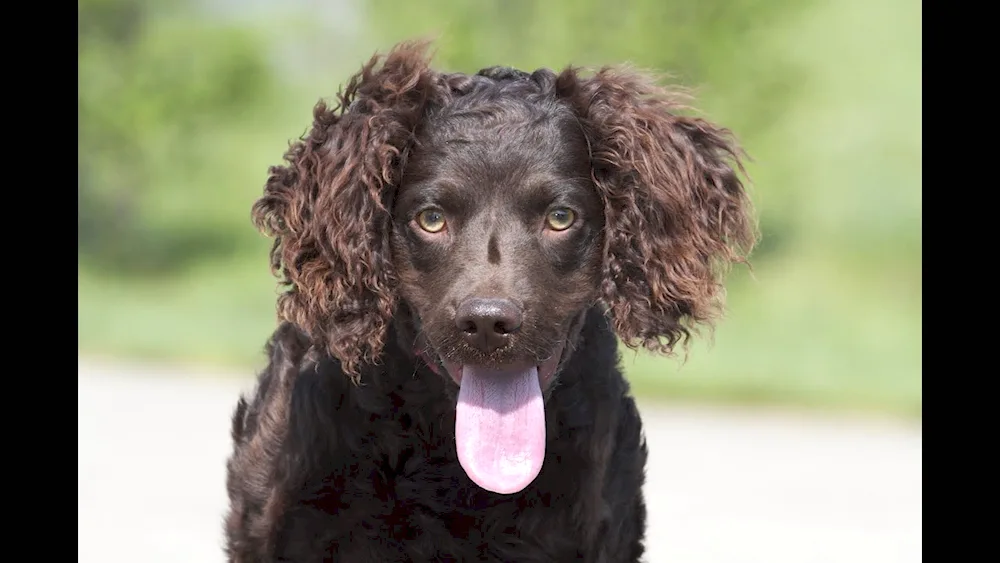 King Charles Spaniel