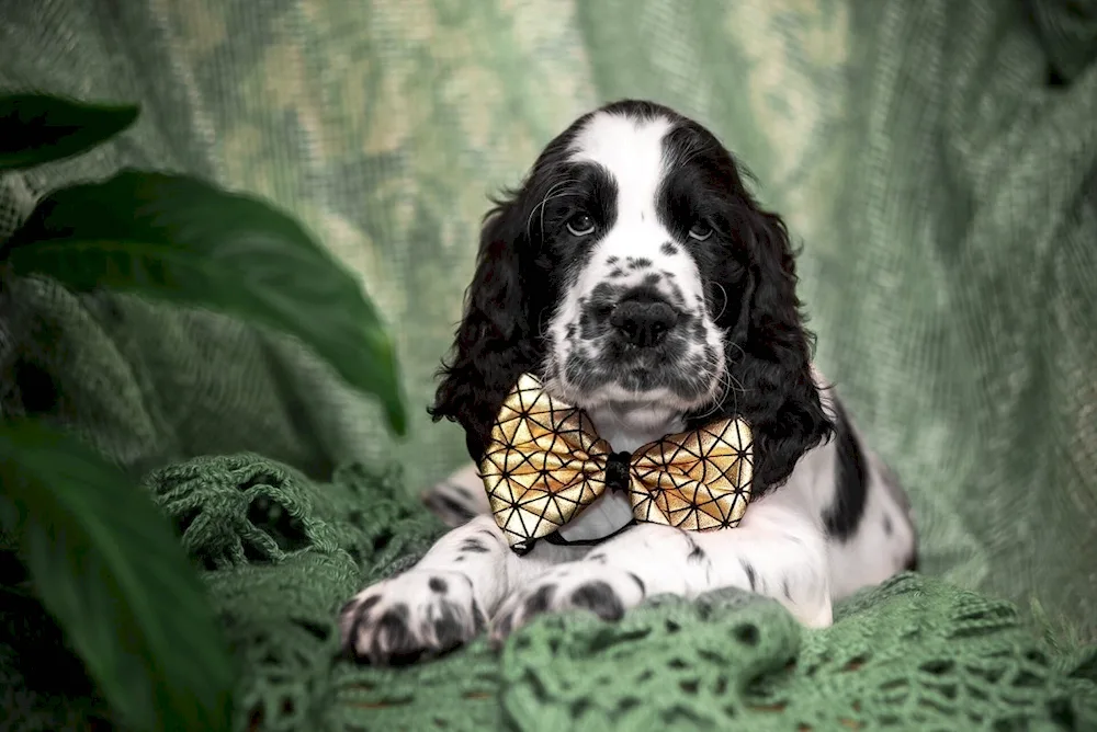 Irish cocker spaniel