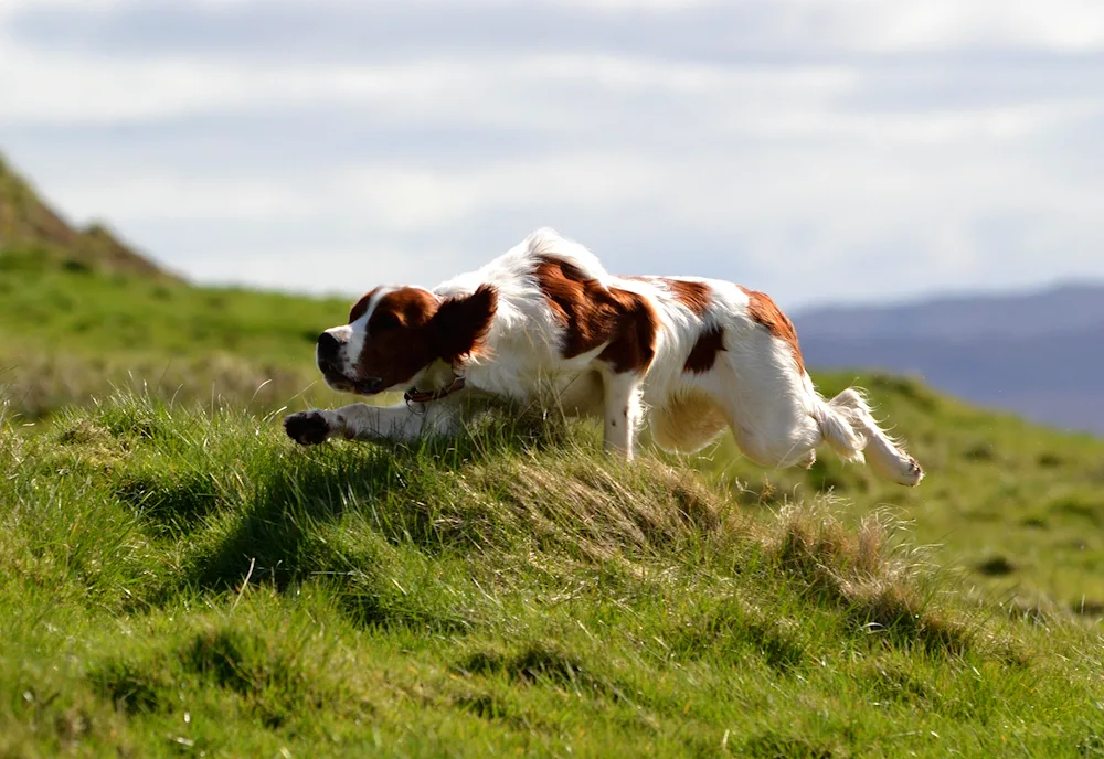 Irish red setter