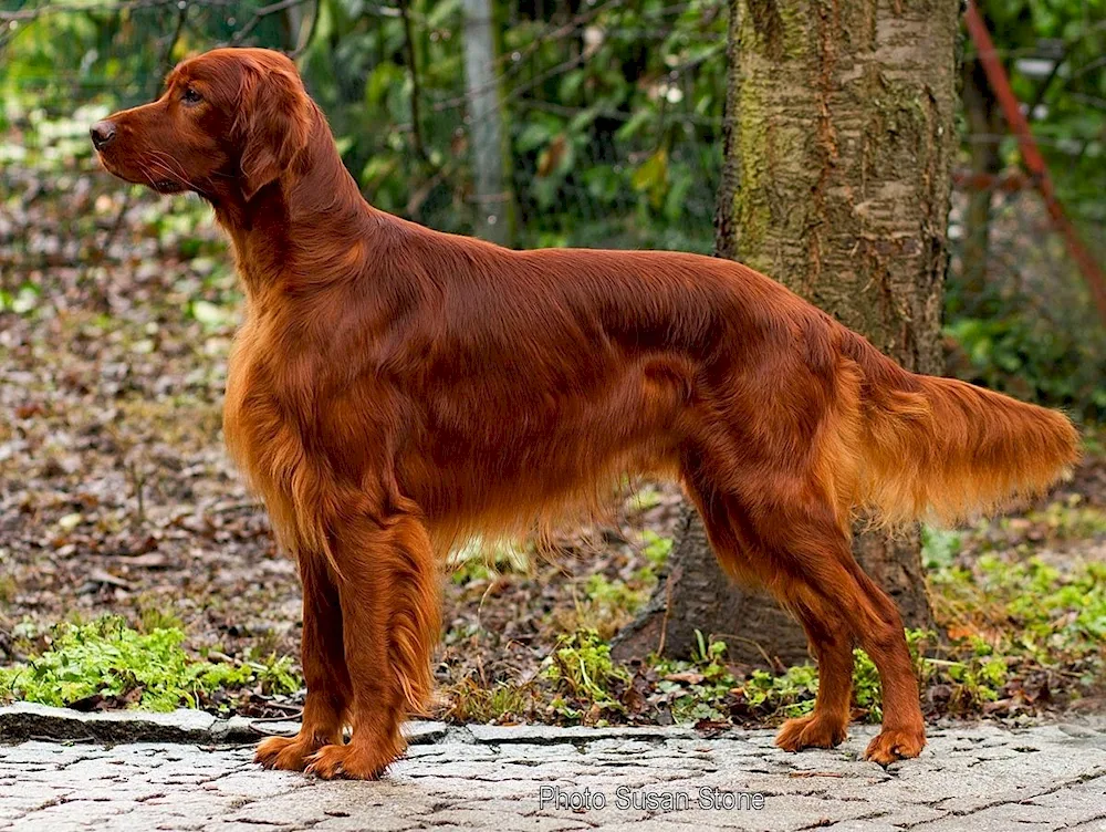 Irish setter