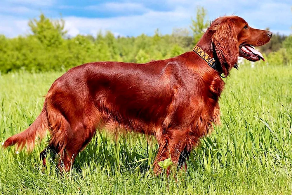 Irish red and white setter