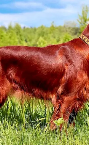 Irish red setter