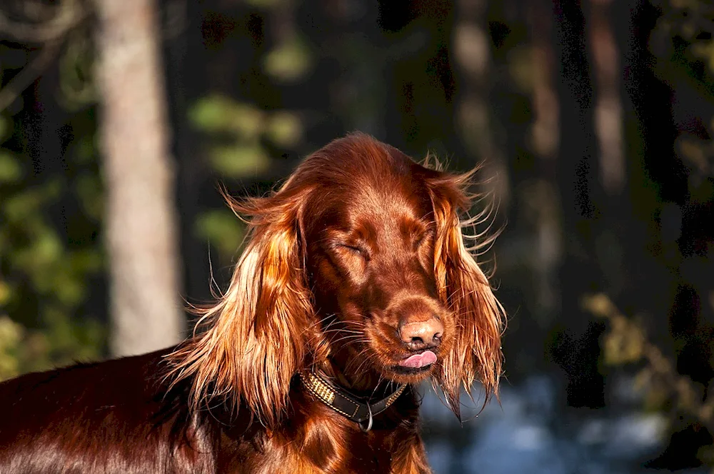 Irish setter