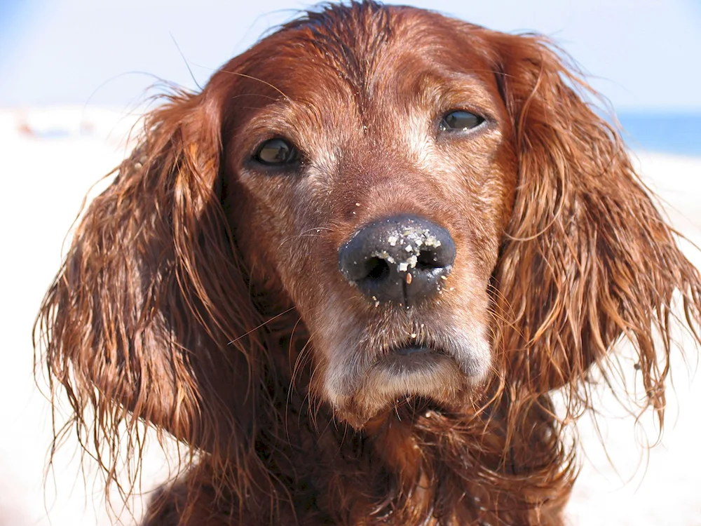 Irish setter