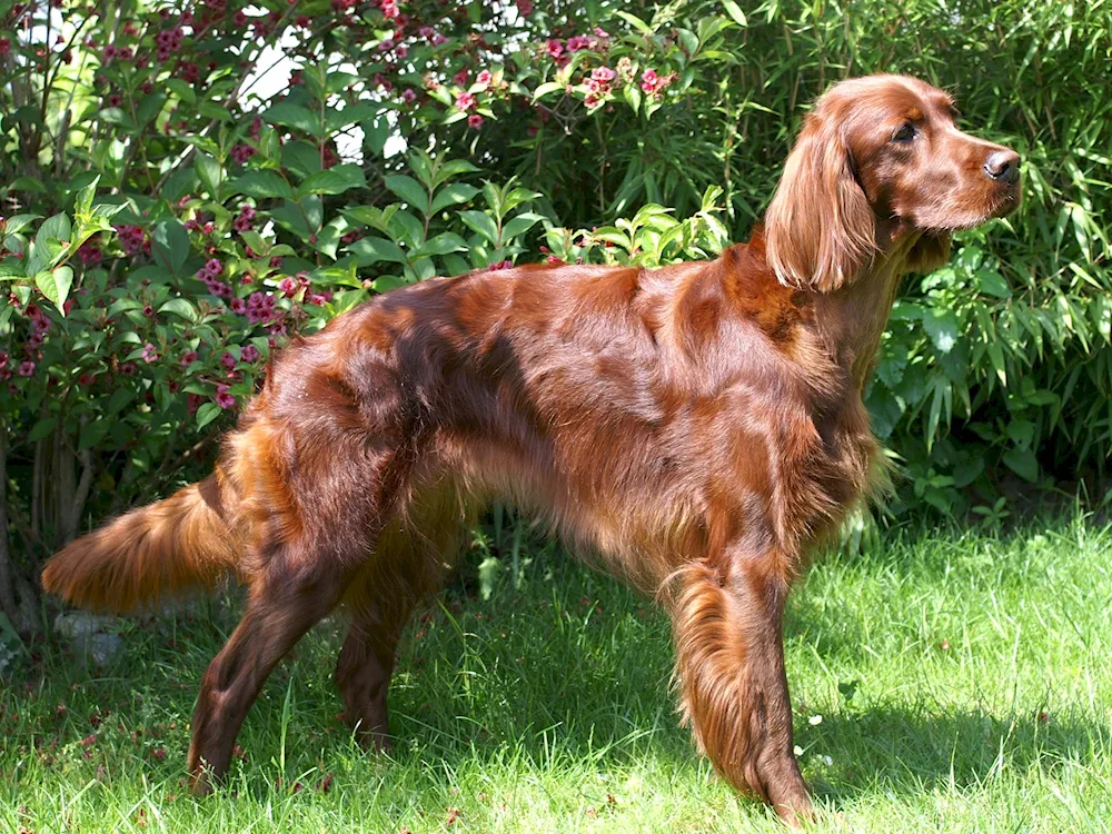 Irish red setter