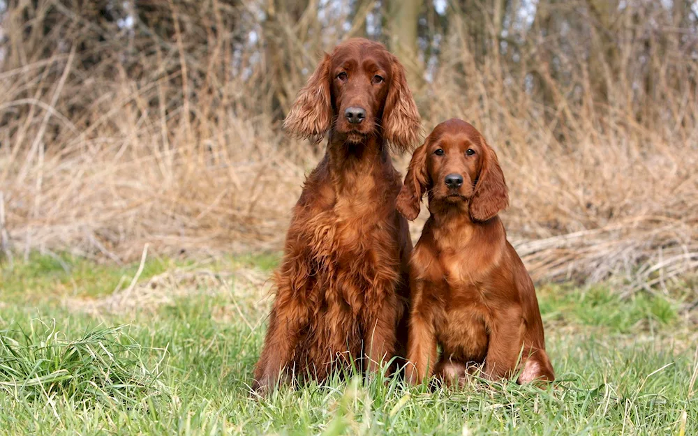 Irish red setter