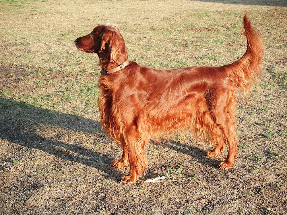 Dachshund hunting dogs