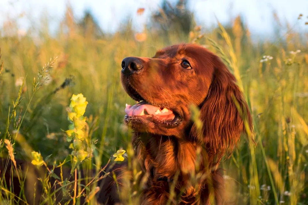 Hungarian lion sheepdog