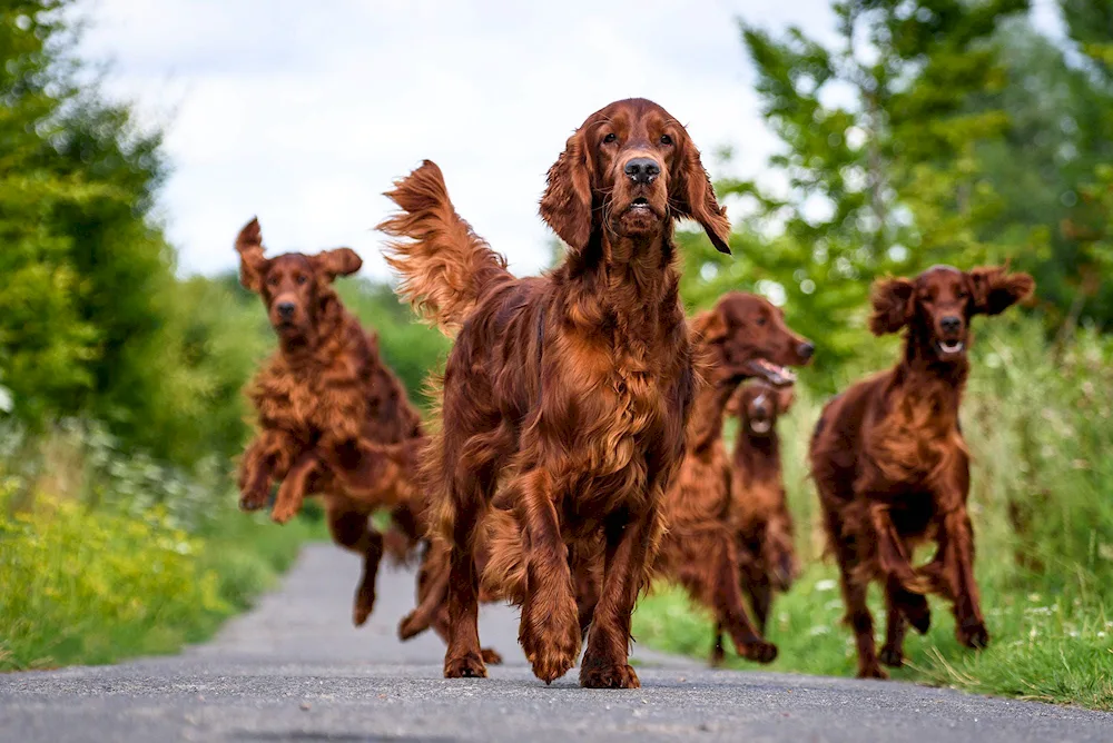 Irish setter