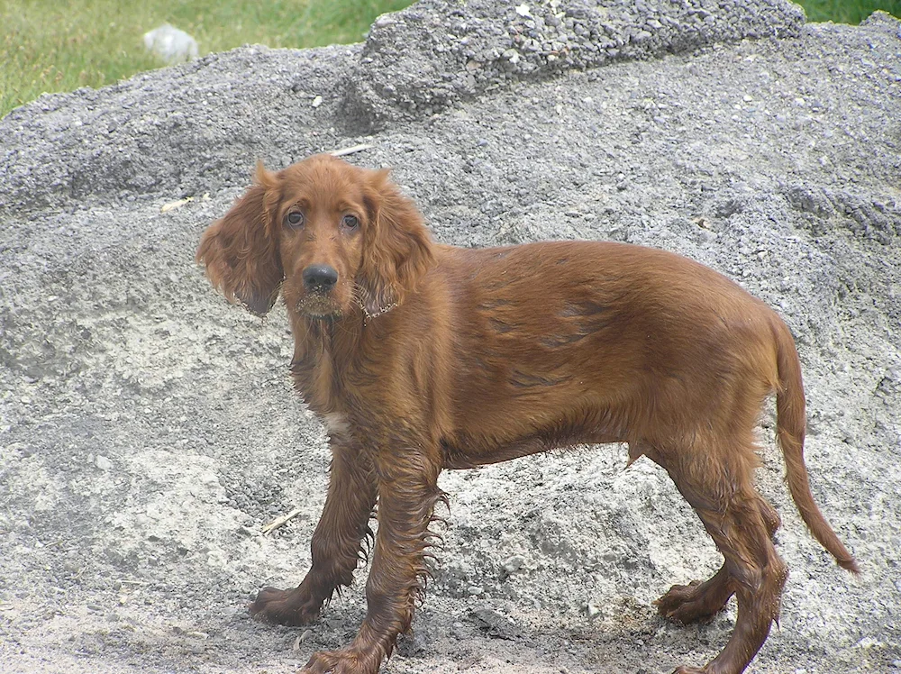 Irish setter and spaniel