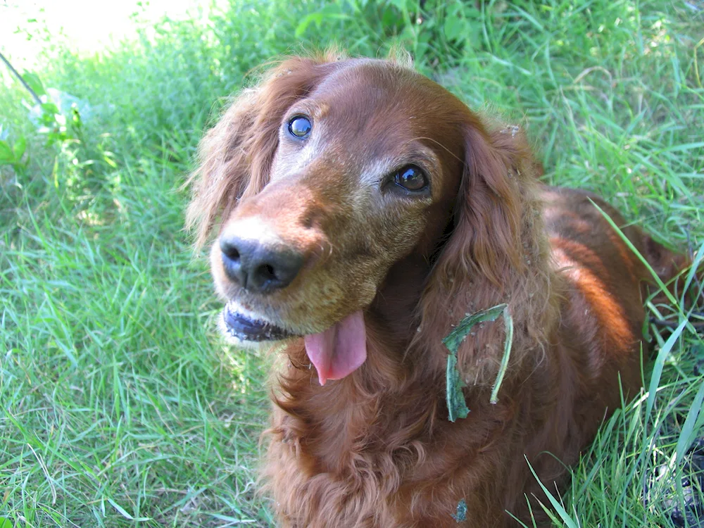 Irish setter and spaniel