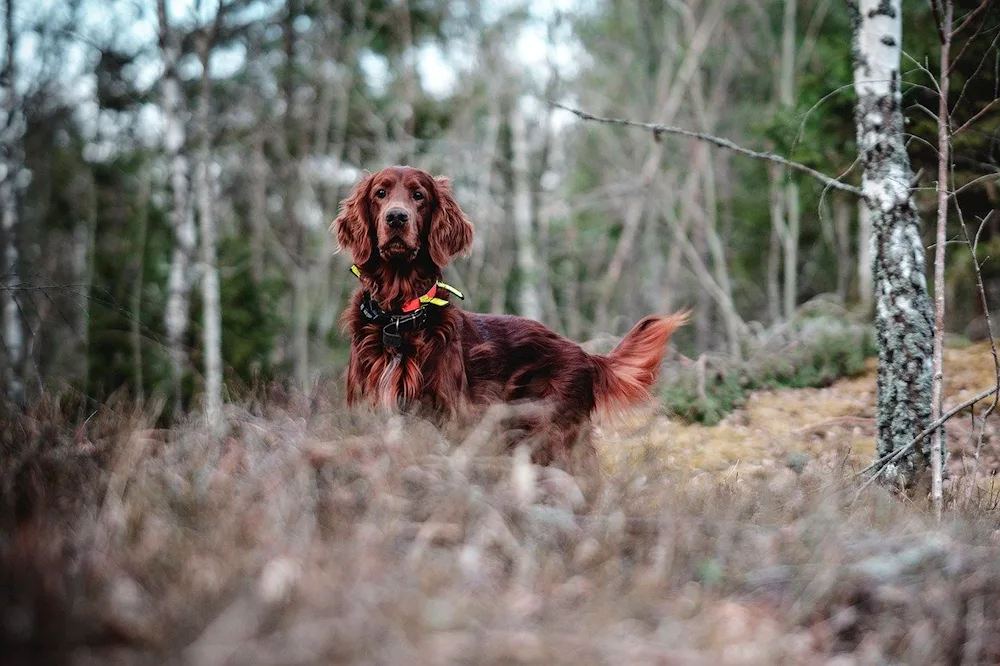 Irish setter