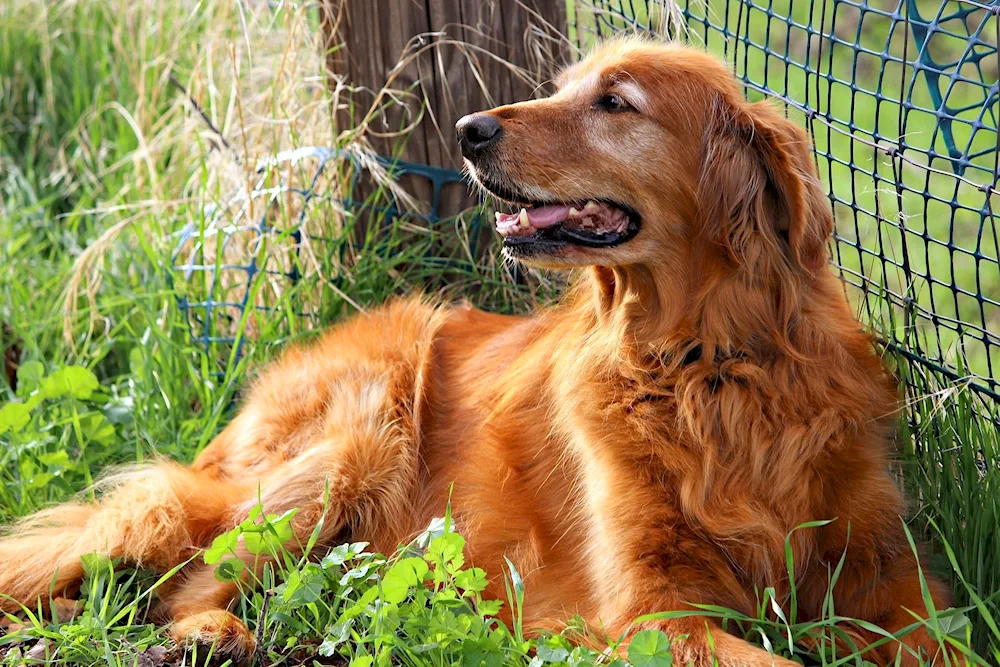 Irish Setter golden